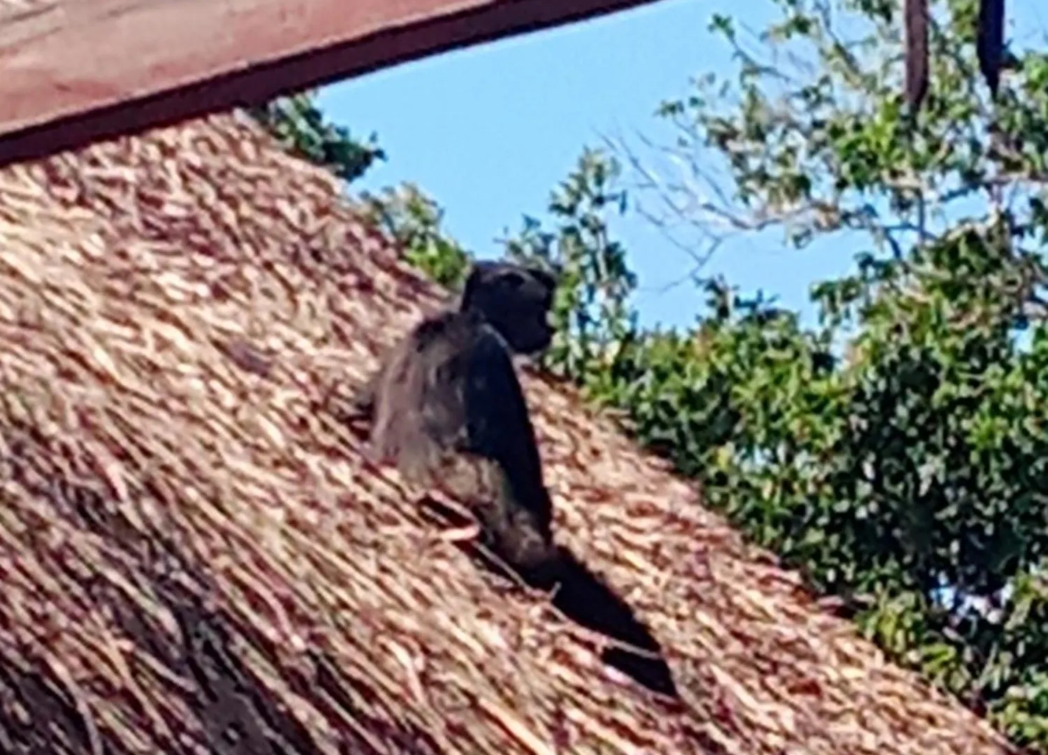 Villa Ahal, Chemuyil Mexico